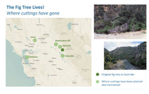 Map of fig tree cuttings