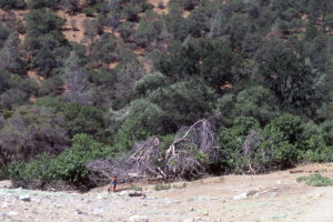 Old fig tree at Duck Bar